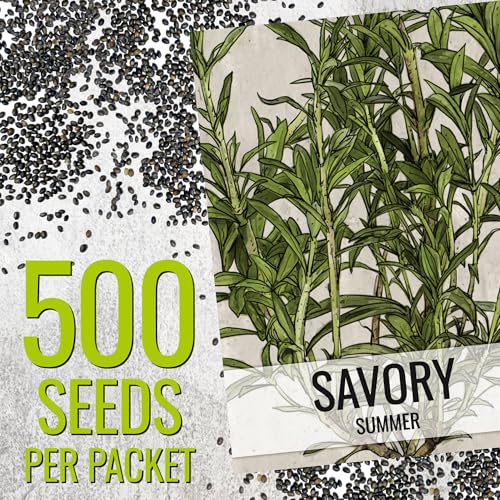 Summer Savory Seeds to Plant Heirloom Non (5 Packs)