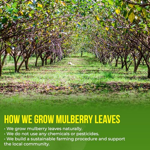 50 Bags Mulberry Leaf Tea (50 Count)