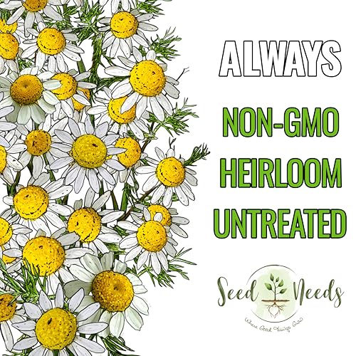 Herb Seeds to Plant Roman Chamomile (5 Packs)