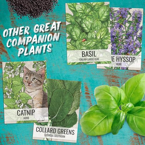 Catmint Seeds to Plant Heirloom Non (2 Count)
