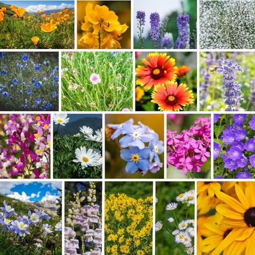 Mountain Valley Seed Co Rocky Mountain Wildflower Seeds Mix (80 Ounce)