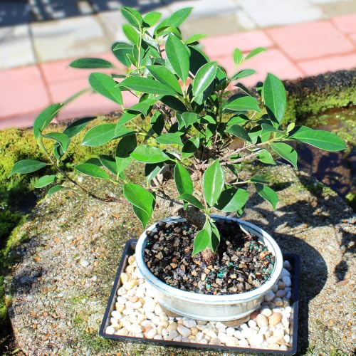 Small Live Ficus Bonsai Tree (8-16 Inches)