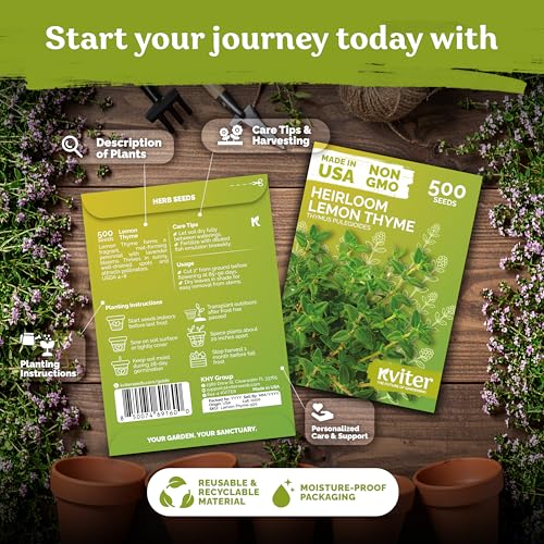 500 Lemon Thyme Heirloom Herb Seeds for Planting