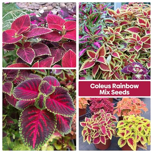 Coleus Rainbow Mix Seeds for Planting