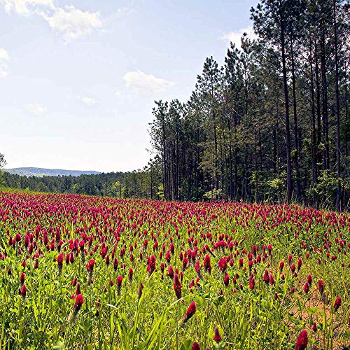 Crimson Clover Seeds (640 Ounce)