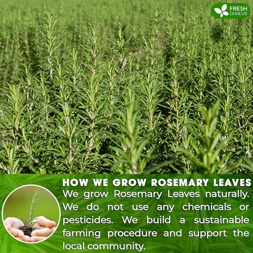Premium 75 Bags Rosemary Leaf Tea (75 Tea Bags)
