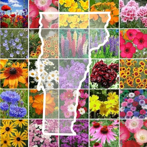 Vermont Wildflower Mixed Seeds for Planting