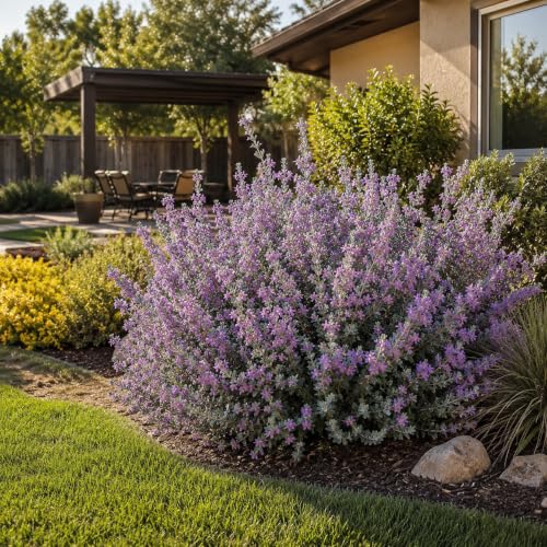 Texas Sage 60 Live Plants (2 Inch / 60 Plants)