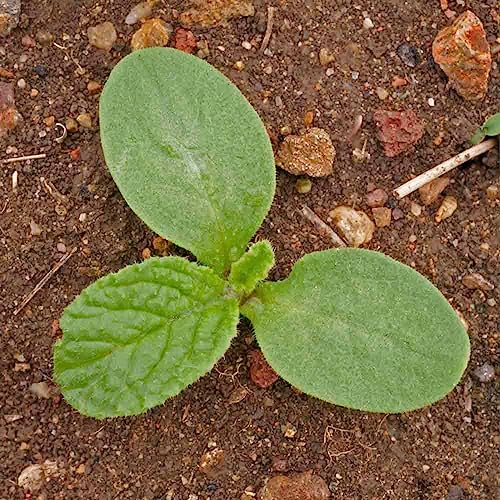 Borage Seeds to Plant Heirloom Blue Edible Flowers 2 Packs (2 Packs)