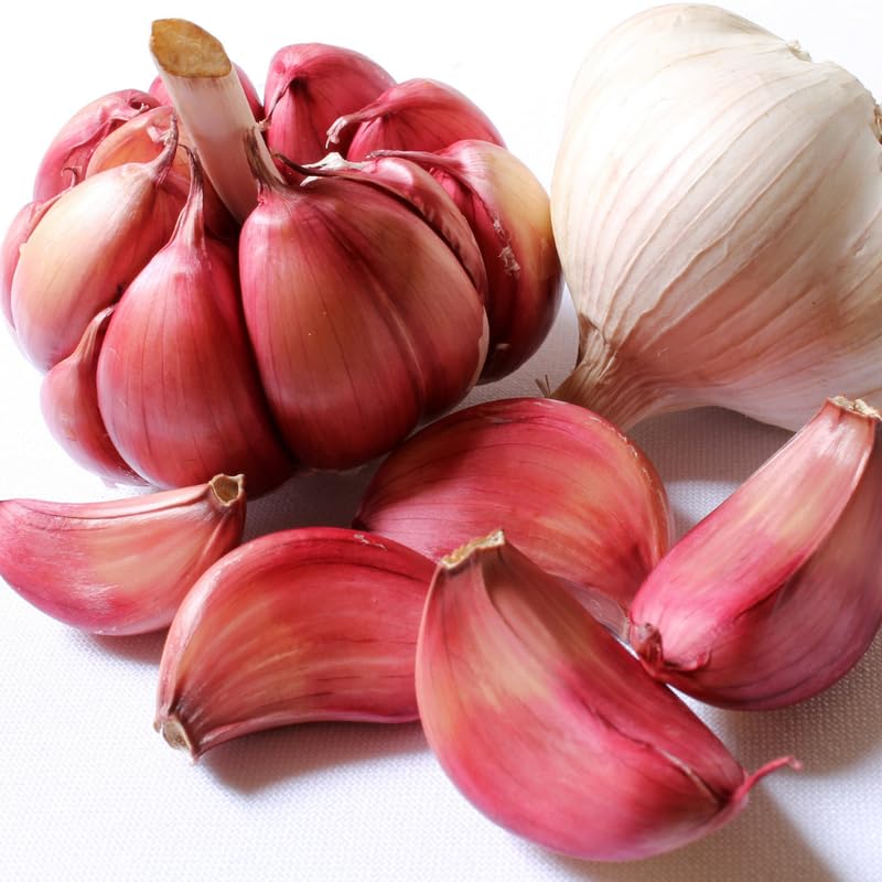 1 LB Chesnok Red Hardneck Garlic Bulbs for Planting in Fall (Red Garlic)