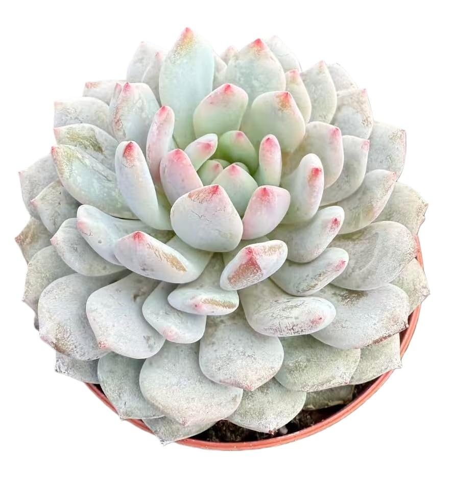 Echeveria Monroe Excellent (Echeveria Monroe Excellent)