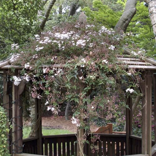 Pink Jasmine Vine (2 Count)