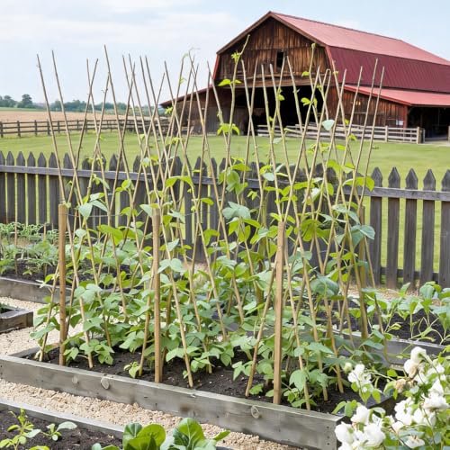 Natural Bamboo Plant Stake（Approx 5FT 50Pcs） Sturdy Bamboo Poles (4.8ft-50pcs)