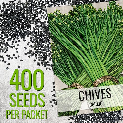 Garlic Chives Seeds to Plant Heirloom Non (2 Packs)