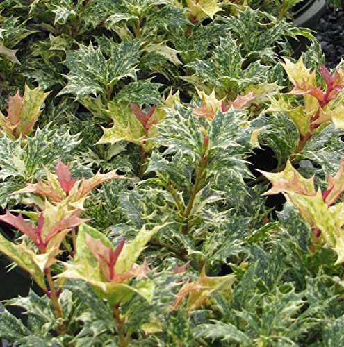 Goshiki Variegated Tea Olive (Quart Pot / Goshiki)