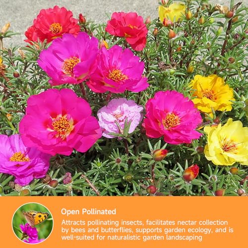 23500+ Mixed Moss Rose Seeds