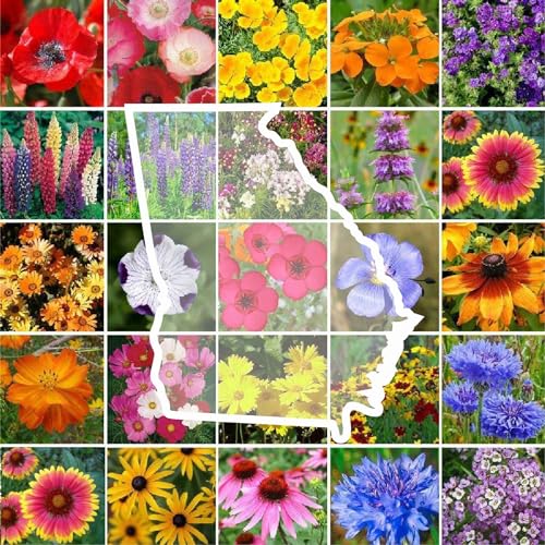 Georgia Wildflower Mixed Seeds for Planting