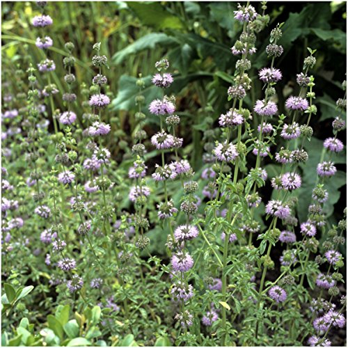 Pennyroyal Mint Seeds to Plant Heirloom Non (2 Packs)