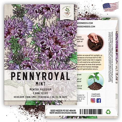 Pennyroyal Mint Seeds to Plant Heirloom Non (2 Packs)