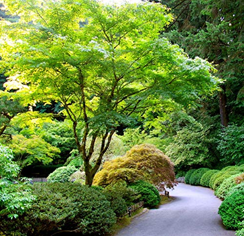 Seiryu Upright Laceleaf Japanese Maple (Trade Gallon Pot / Seiryu)