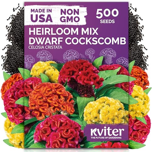 500 Dwarf Mix Cockscomb Heirloom Flower Seeds