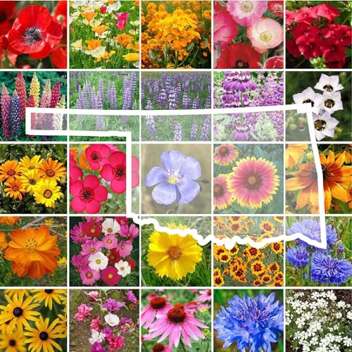 Oklahoma Wildflower Mixed Seeds for Planting