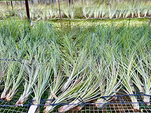Air Plants Tillandsia Juncea (2 Count)