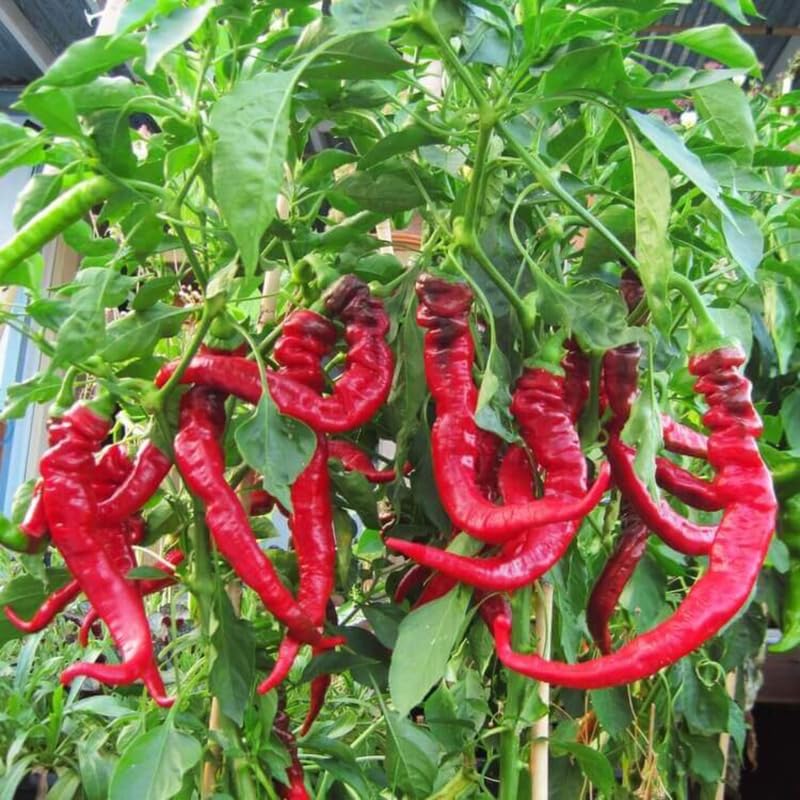 6 Red Pepper Live Plants (6 Count)