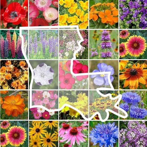 Louisiana Wildflower Mixed Seeds for Planting