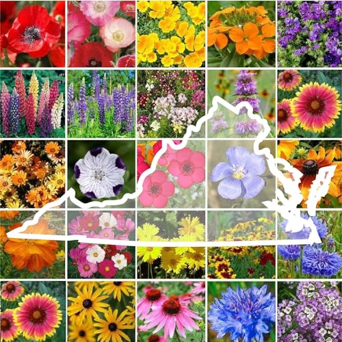 Virginia Wildflower Mixed Seeds for Planting