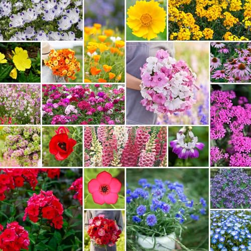 Partial Shade Wildflower Mixed Seeds for Planting