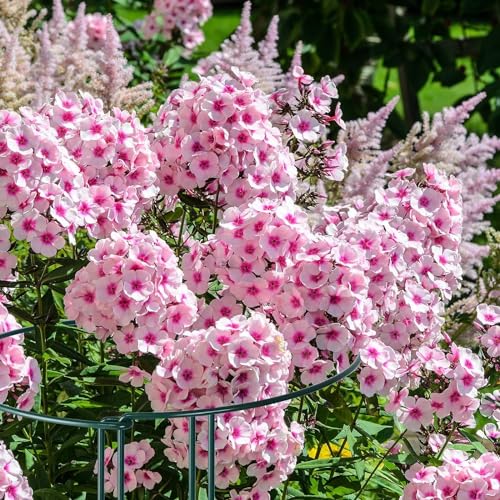 12 Pack 10" W x 32" H Plant Support Stakes (10" Wide x 32" High)