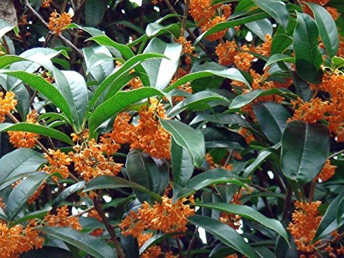 Orange Flowering Fragrant Tea Olive