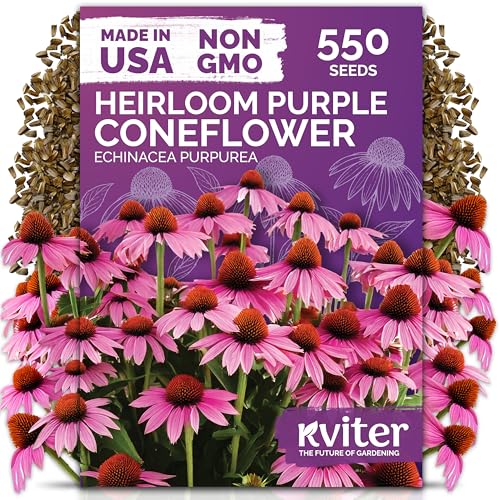 550 Purple Coneflower Heirloom Flower Seeds