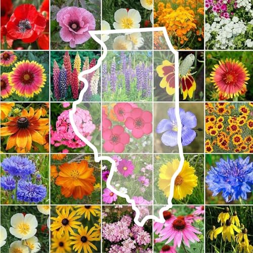 Illinois Wildflower Mixed Seeds for Planting