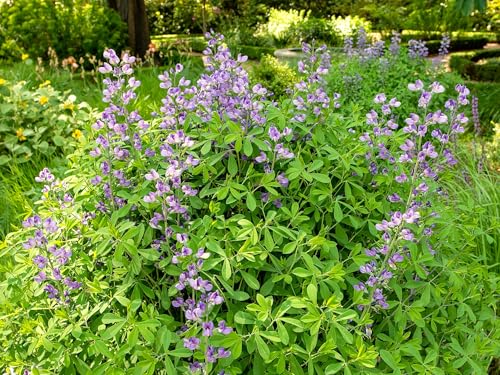 Live Perennial Plants