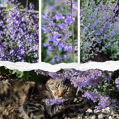 Catmint Seeds to Plant Heirloom Non (2 Count)