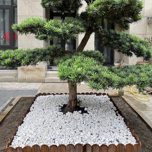 5 lbs White Pebbles for Indoor Plants