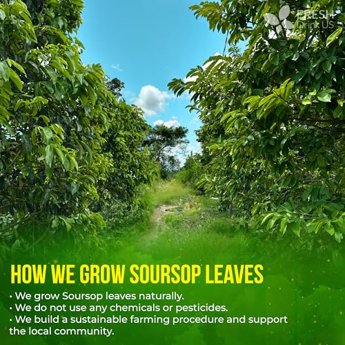 275+ Soursop Graviola Dried Leaves Tea (275 Count)