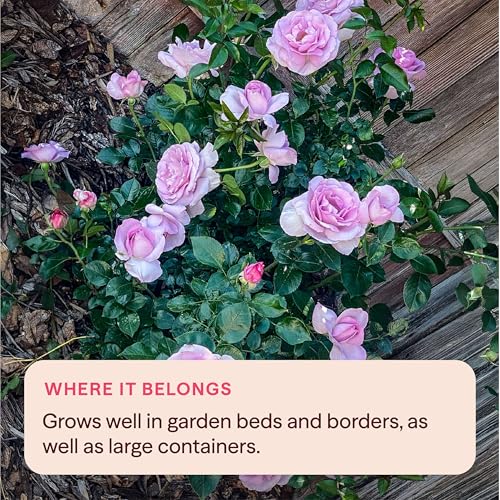 Heirloom Floribunda Roses (Le Petit Prince)