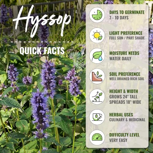 Blue Hyssop Seeds to Plant Heirloom Non (2 Packs)