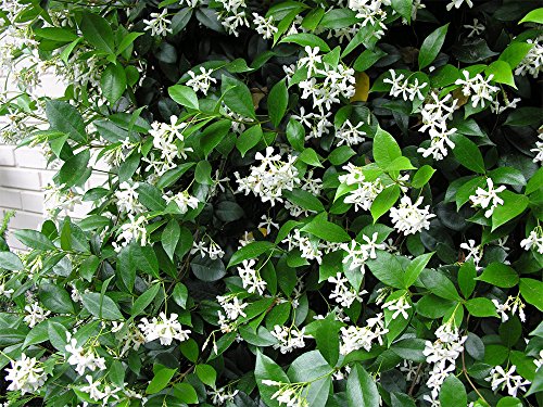 Live Confederate Jasmine Plant with Fragrant White Flowers