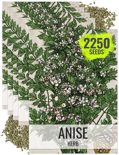 Anise Seeds to Plant Annual Heirloom Non (5 Packs)