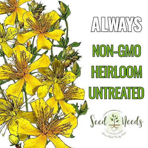 St. Johns Wort Seeds to Plant Heirloom Medicinal Herbs 5 Packs (5 Packs)