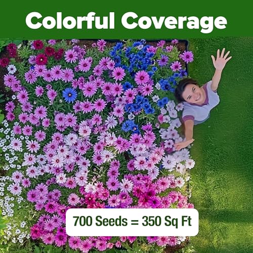 Bachelor Button Tall Mix 700+ Flower Seeds Centaurea cyanus