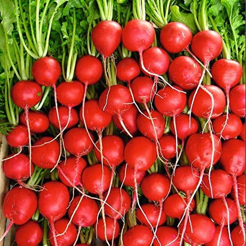 Park Seed Ultimate Container Seed Collection – Non-GMO Compact Vegetable Varieties for Patio Planters & Small Spaces, with Tomato, Pepper, Pea, Radish & Carrot, Total of 515 Seeds