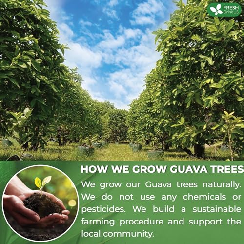 Premium 75 Guava Leaf Tea Bags (75 COUNT)