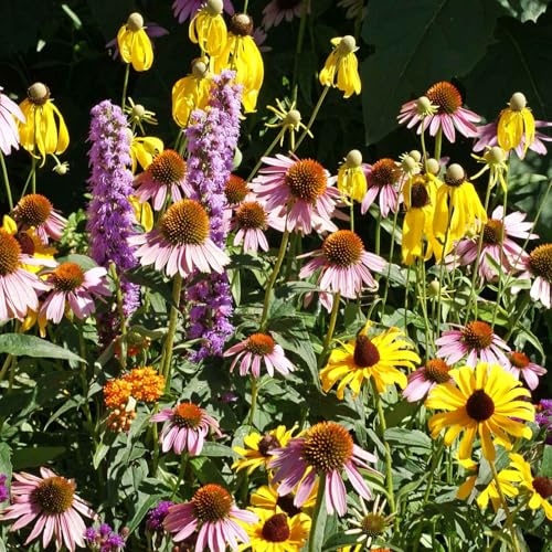 Native Midwest Wildflower Seed Mix (1 Ounce / Native Midwest)