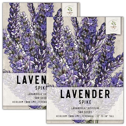 Spike Lavender Seeds to Plant Heirloom & Non (2 Packs)
