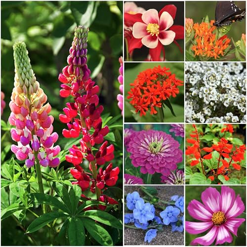 Hummingbird and Butterfly Seed Mix 10 Bulk Packs (10 Count)
